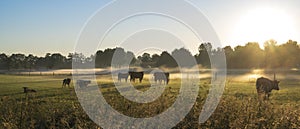 Grazing cows at sunrise in a misty meadow