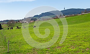 Grazing cows Switzerland