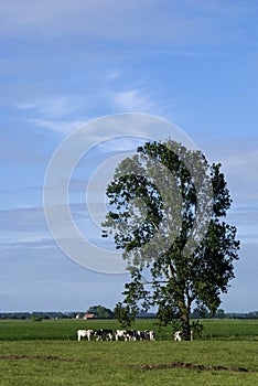 Grazing cows under a tree