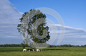 Grazing cows under a tree