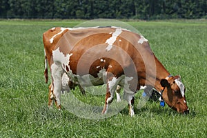 Grazing dairy cows