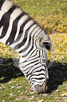 Grazing Damara zebra, Equus burchelli antiquorum portrait