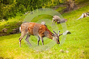 Grazing deer