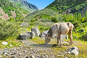 The grazing donkey