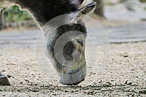 Grazing donkey, close-up,  Papiliorama Zoo in Switzerland