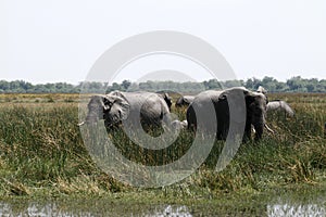 Grazing Elephants