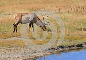 Grazing elk