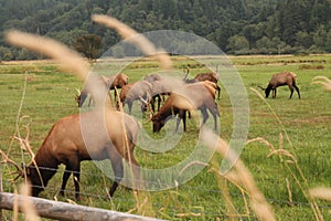 Grazing Elk