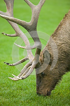 Grazing Elk