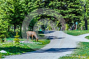 A grazing elk in Banff National Park