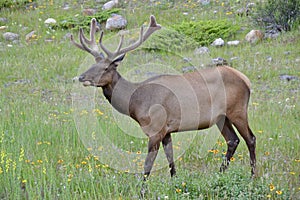 Grazing elk (Cervus canadensis) in meadow at Jasper National Park