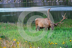 Grazing elk in meadow by the lake in Jasper Alberta Canada.