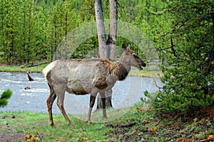 A Grazing Elk in Yellowstone