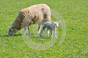 Grazing ewe and lamb.