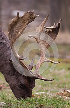 Grazing fallow-deer