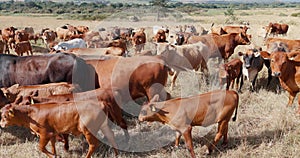 Grazing, farming and cows on field, herd of animals in countryside with mountains on ranch. Nature, grass and group of