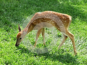 Grazing Fawn Whitetail Deer