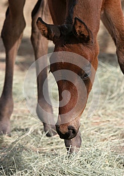 Grazing Filly