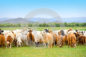 Grazing flock of goats and sheep on grassland