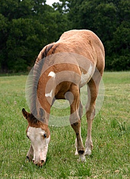 Grazing Foal photo