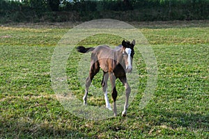 grazing foal with its mother