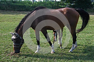 grazing foal with its mother