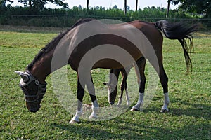 grazing foal with its mother