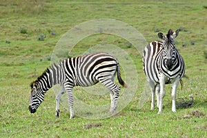 Grazing foal with pregnant Zebra