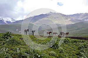 Grazing foals on the background of mountain ranges and cloudy sky. Travel in Kyrgyzstan