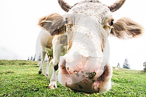 Grazing freerange cow close up, fisheye lens