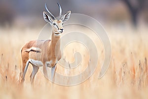 grazing gazelle, ears perked up