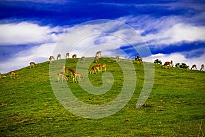 Grazing Gazelles on a Hillside