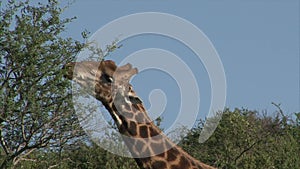 Grazing Giraffe