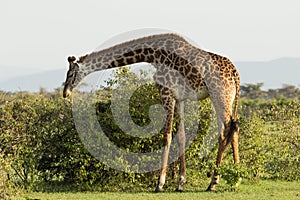 Grazing giraffe in the Maasai Mara