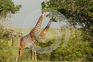 Grazing giraffes in the Maasai Mara