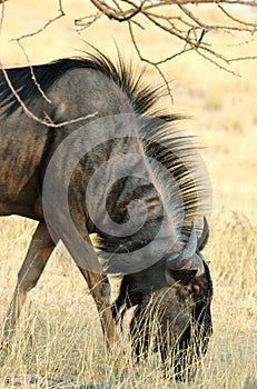 Grazing gnu