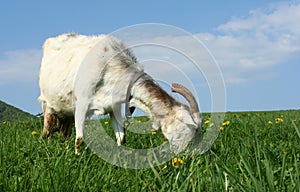 Grazing goat