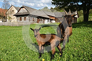 Goats in Museum of Slovak Village, Turiec Region, Slovakia