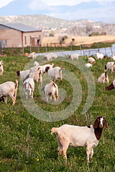 Grazing Goats