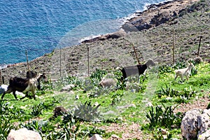 Grazing Goats and Sheep, Leros, Greece, Europe