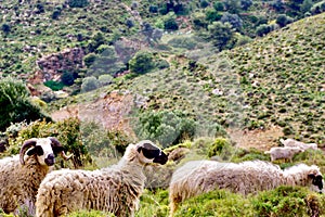 Grazing Goats and Sheep, Leros, Greece, Europe