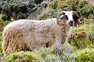 Grazing Goats and Sheep, Leros, Greece, Europe