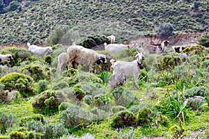 Grazing Goats and Sheep, Leros, Greece, Europe