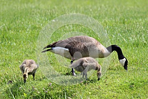 Grazing Goose with Goslings