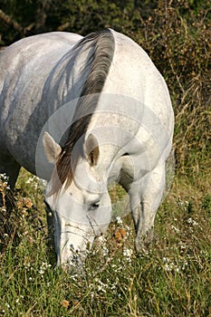 Grazing Gray Horse