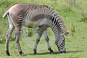 Grazing Grevy's zebra