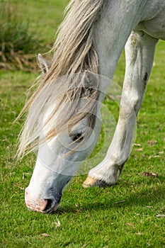 Grazing Grey Welsh Wild Pony