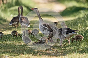 Grazing greylag geese Anser anser with cute goslings out for a family stroll in nature
