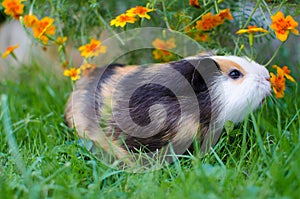 Grazing guinea pig on grass on a beautiful sunny spring day