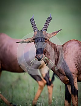 A grazing hartebeest with head held high looking at camera